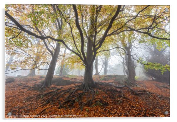 Foggy Autumn Woodland Acrylic by Philip Stewart