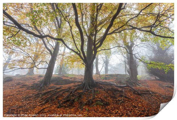 Foggy Autumn Woodland Print by Philip Stewart