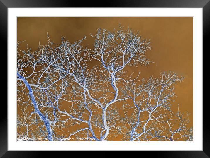 Tree Branches Framed Mounted Print by Rory Hailes