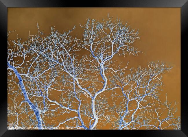 Tree Branches Framed Print by Rory Hailes