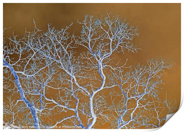 Tree Branches Print by Rory Hailes