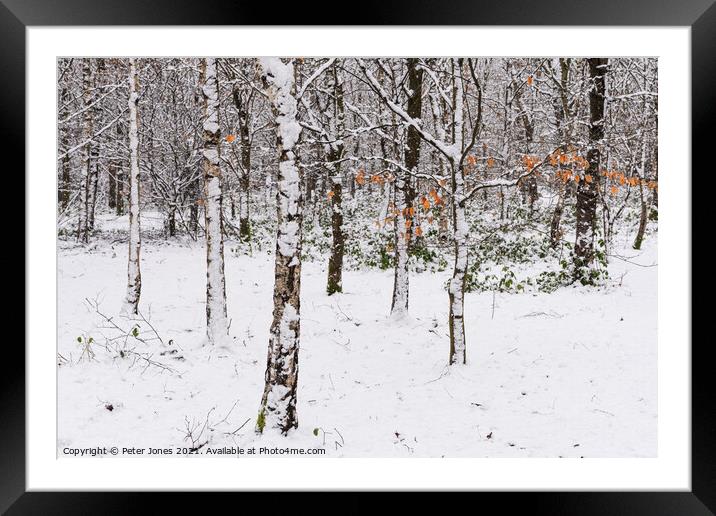 Silver Birch in Winter snow Framed Mounted Print by Peter Jones