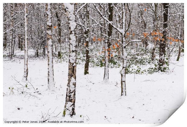 Silver Birch in Winter snow Print by Peter Jones