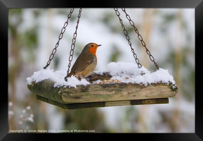 Robin on a snow covered feed tray Framed Print by Simon Marlow