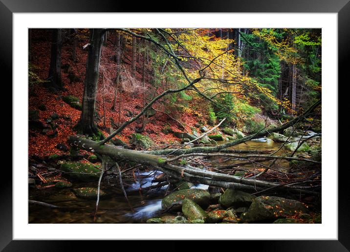 Creek With Fallen Tree In Autumn Forest Framed Mounted Print by Artur Bogacki