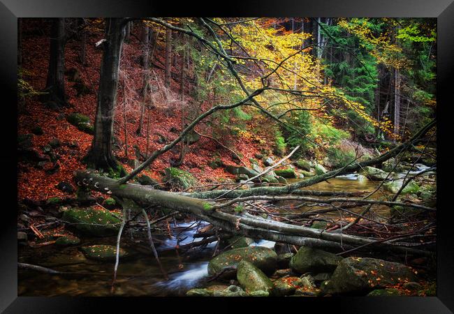 Creek With Fallen Tree In Autumn Forest Framed Print by Artur Bogacki
