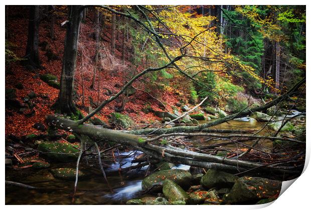 Creek With Fallen Tree In Autumn Forest Print by Artur Bogacki