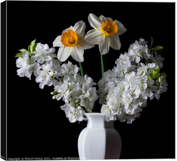 Daffodil and apple blossom in a vase 131  Canvas Print by PHILIP CHALK