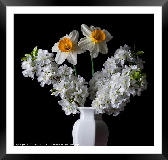 Daffodil and apple blossom in a vase 131  Framed Mounted Print by PHILIP CHALK