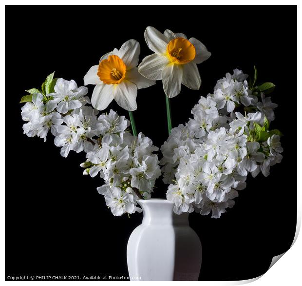 Daffodil and apple blossom in a vase 131  Print by PHILIP CHALK