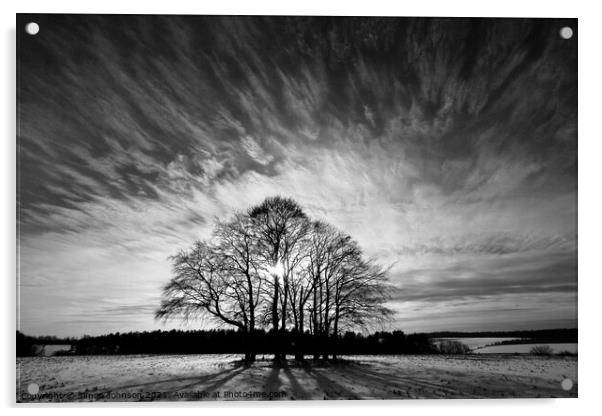 silhouette trees Acrylic by Simon Johnson