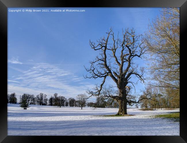 Tree in Winters Snow Framed Print by Philip Brown