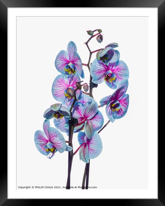 high key Orchids 132 Framed Mounted Print by PHILIP CHALK