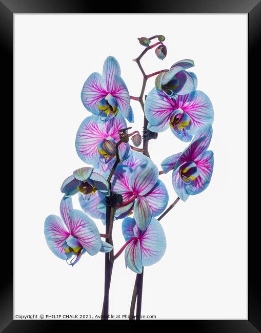 high key Orchids 132 Framed Print by PHILIP CHALK
