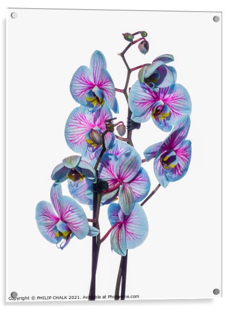 high key Orchids 132 Acrylic by PHILIP CHALK