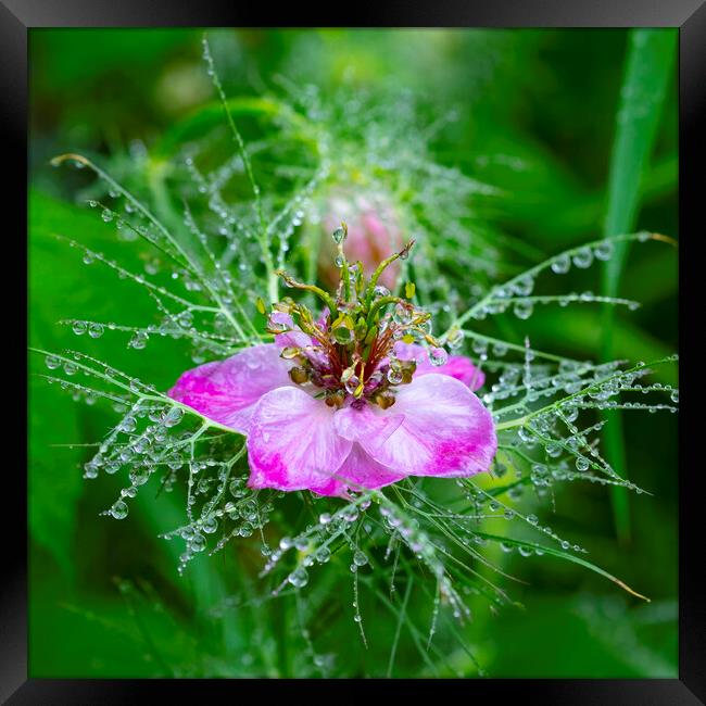 Pink nigella flower covered in morning dew Framed Print by Jeanette Teare