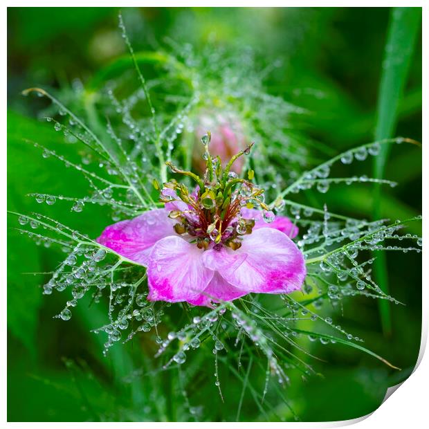 Pink nigella flower covered in morning dew Print by Jeanette Teare