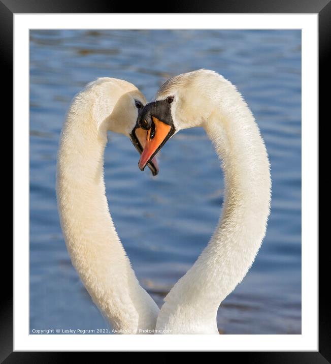 Courting Swans  Framed Mounted Print by Lesley Pegrum