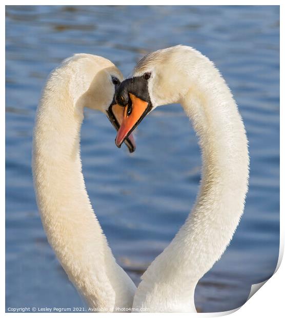 Courting Swans  Print by Lesley Pegrum