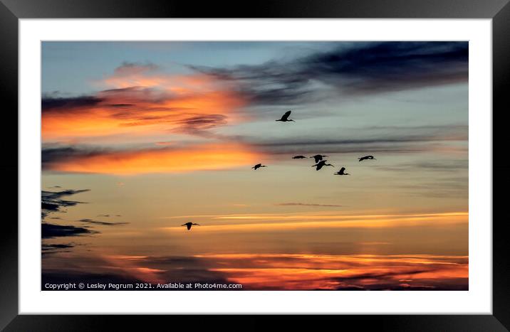 White Ibis Flying Home in Florida Framed Mounted Print by Lesley Pegrum