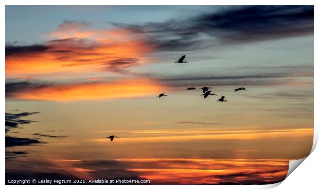 White Ibis Flying Home in Florida Print by Lesley Pegrum
