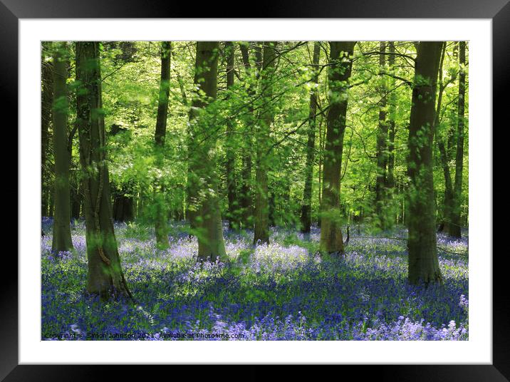 Beech wood and bluebells Framed Mounted Print by Simon Johnson