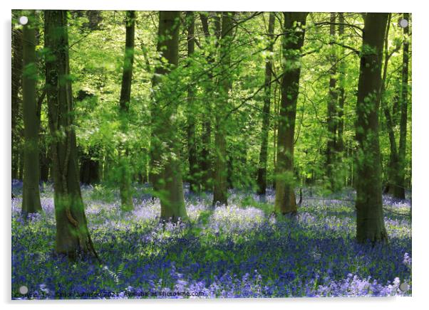 Beech wood and bluebells Acrylic by Simon Johnson
