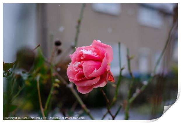 Pink petals in the snow Print by Sara Melhuish