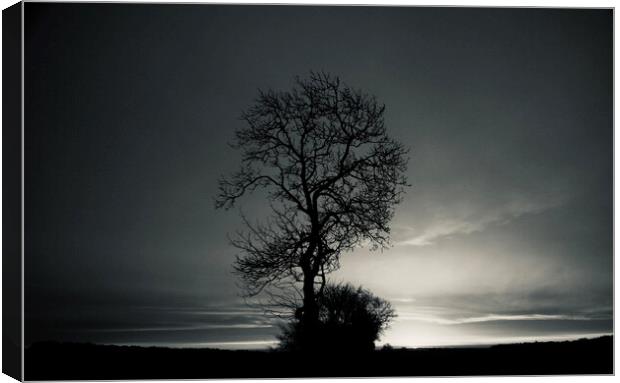 Tree at dawn Canvas Print by Simon Johnson