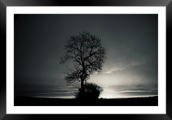 Tree at dawn Framed Mounted Print by Simon Johnson