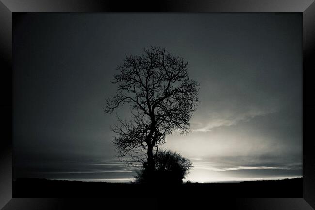 Tree at dawn Framed Print by Simon Johnson