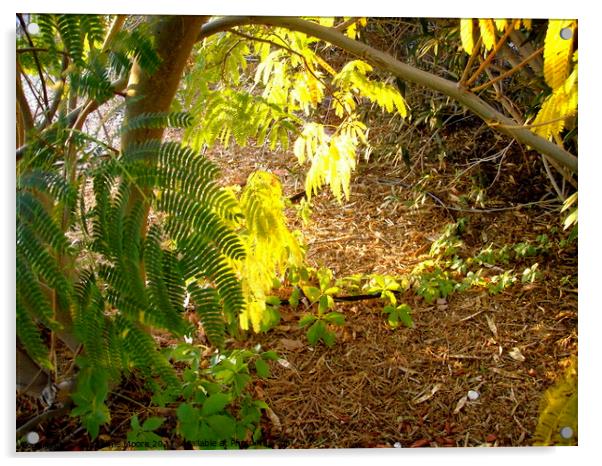 Sunlit Mimosa Leaves Acrylic by Stephanie Moore