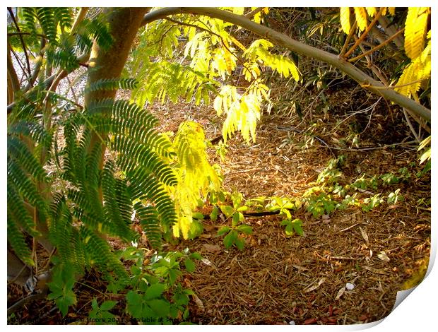 Sunlit Mimosa Leaves Print by Stephanie Moore