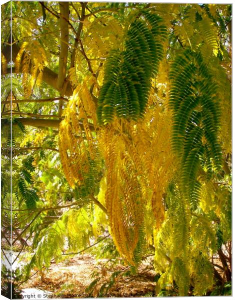 Mimosa Leaf Jungle Canvas Print by Stephanie Moore