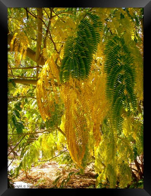 Mimosa Leaf Jungle Framed Print by Stephanie Moore