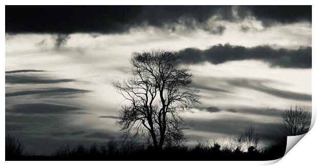 Tree Silhouette  Print by Simon Johnson
