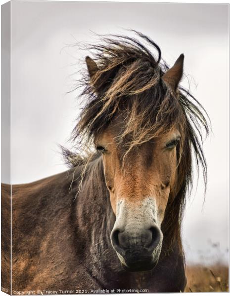 Exmoor Pony Canvas Print by Tracey Turner