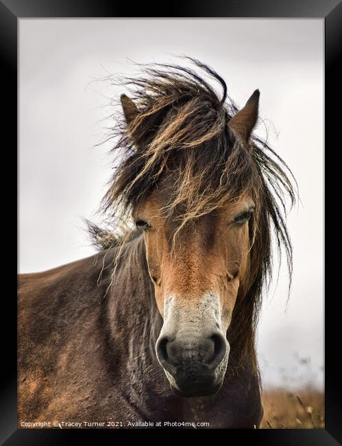 Exmoor Pony Framed Print by Tracey Turner