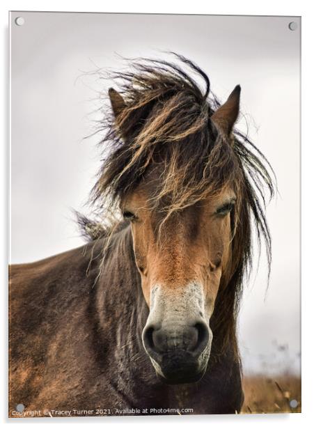 Exmoor Pony Acrylic by Tracey Turner