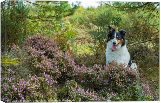 Border Collie among the Heather Canvas Print by Tracey Turner