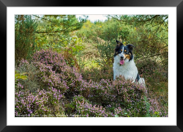 Border Collie among the Heather Framed Mounted Print by Tracey Turner