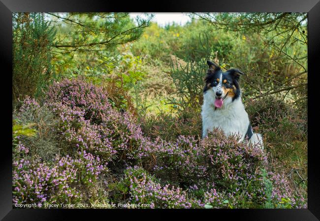 Border Collie among the Heather Framed Print by Tracey Turner