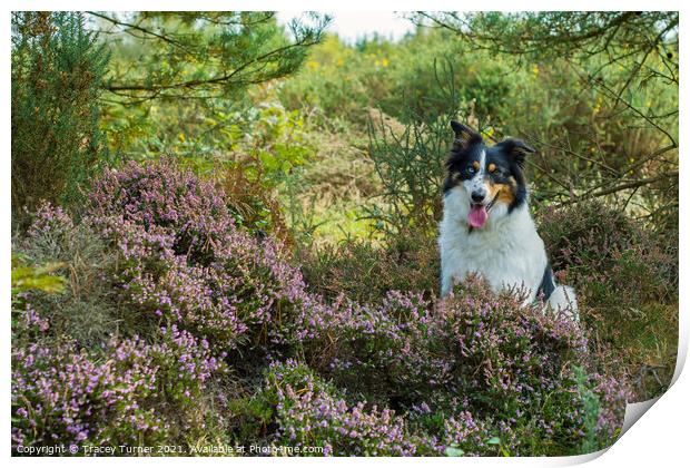 Border Collie among the Heather Print by Tracey Turner