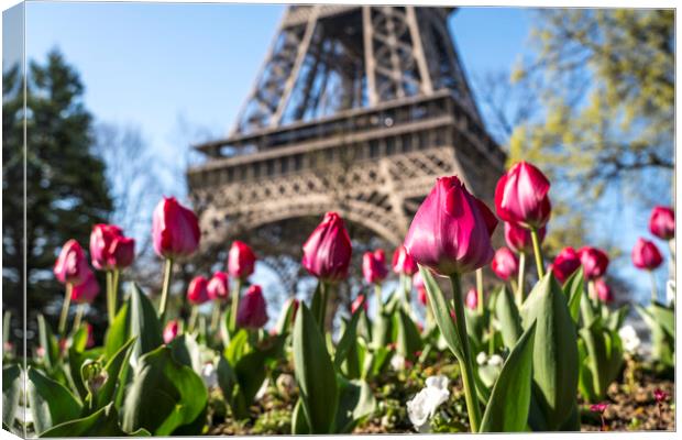 Tulips and Eiffel Tower, Paris, France Canvas Print by peter schickert