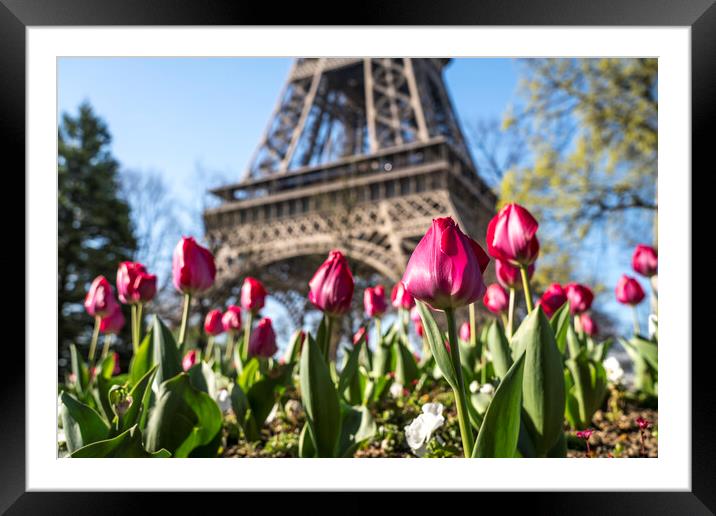 Tulips and Eiffel Tower, Paris, France Framed Mounted Print by peter schickert