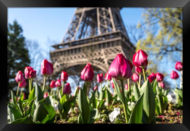 Tulips and Eiffel Tower, Paris, France Framed Print by peter schickert