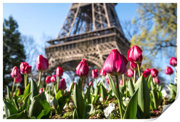 Tulips and Eiffel Tower, Paris, France Print by peter schickert