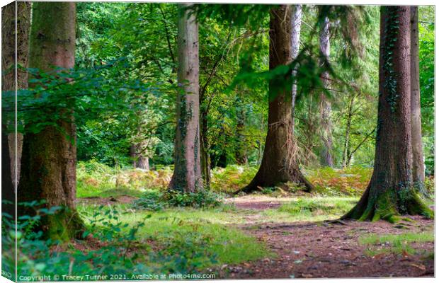 Woodland Walks in the Forest of Dean Canvas Print by Tracey Turner