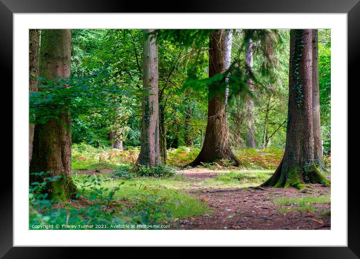 Woodland Walks in the Forest of Dean Framed Mounted Print by Tracey Turner