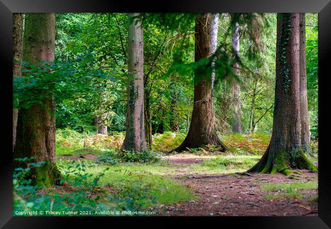 Woodland Walks in the Forest of Dean Framed Print by Tracey Turner